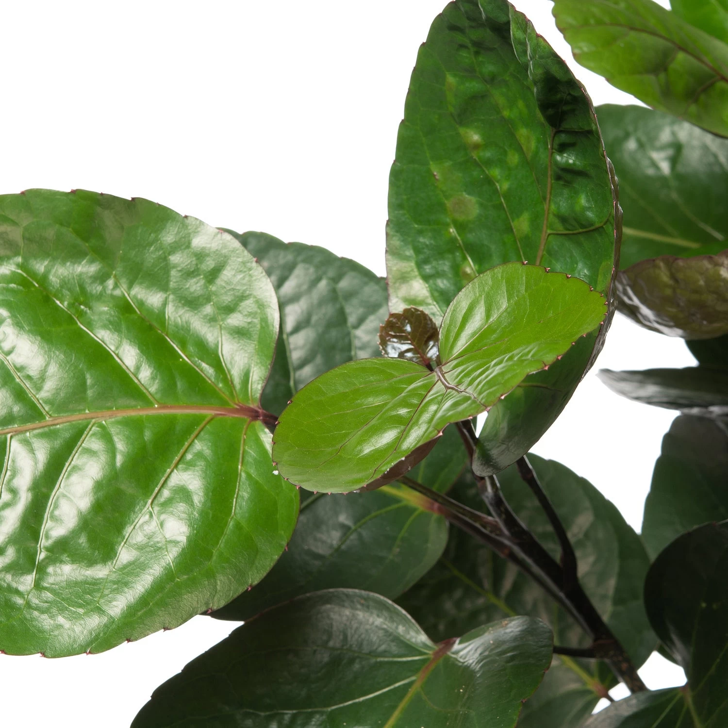 Aralia (Polyscias 'Fabian') D 31 H 150 Cm 2 Aralia (Polyscias 'Fabian') D 31 H 150 Cm - Afbeelding 2