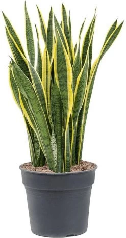 Vrouwentong (Sansevieria Trifasciata 'Laurentii') D 34 H 110 Cm