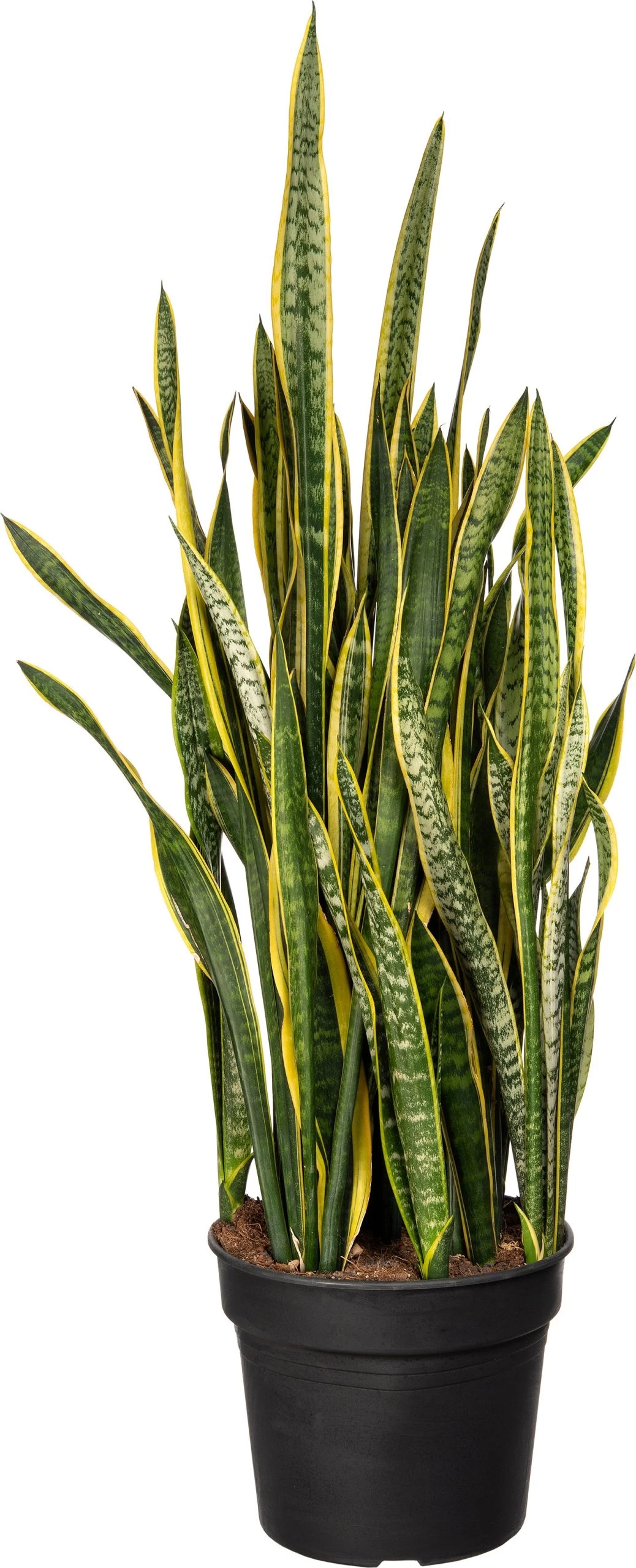 Vrouwentong (Sansevieria Trifasciata 'Laurentii') D 38 H 135 Cm 1 Vrouwentong (Sansevieria Trifasciata 'Laurentii') D 38 H 135 Cm