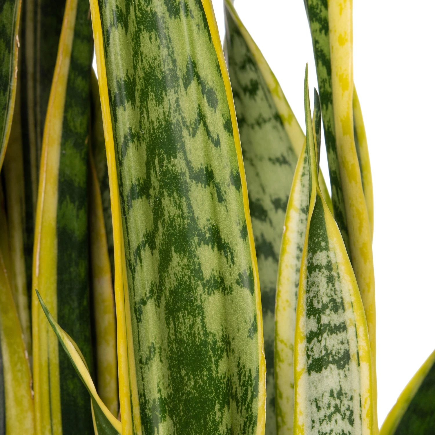 Vrouwentong (Sansevieria Trifasciata 'Laurentii') D 38 H 135 Cm 2 Vrouwentong (Sansevieria Trifasciata 'Laurentii') D 38 H 135 Cm - Afbeelding 2