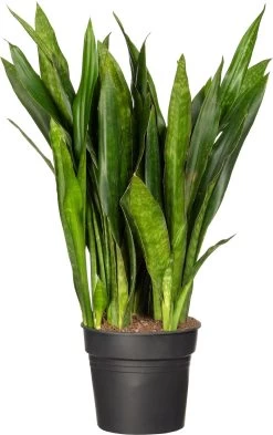 Vrouwentong (Sansevieria Trifasciata 'Jade') D 27 H 60 Cm