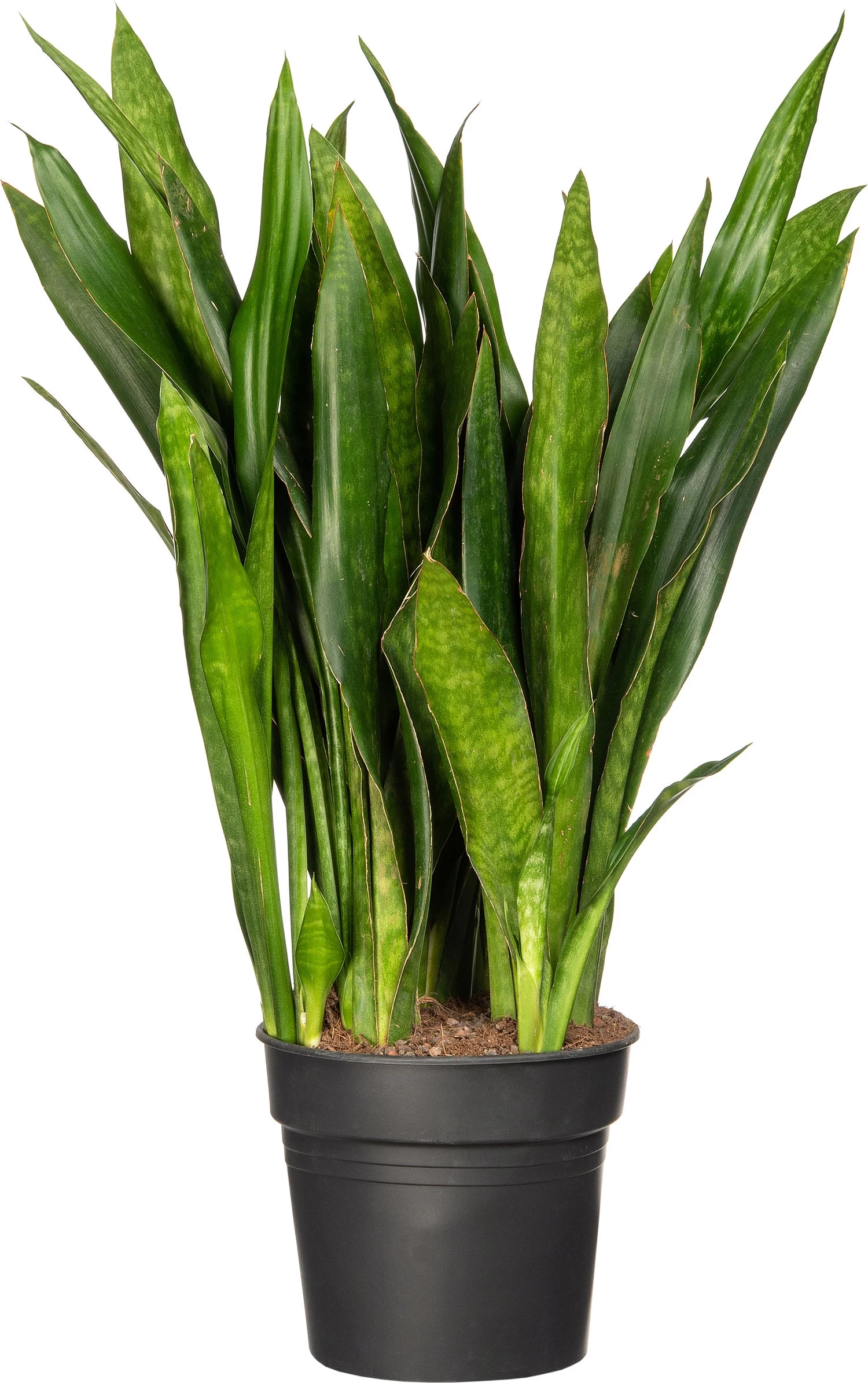 Vrouwentong (Sansevieria Trifasciata 'Jade') D 27 H 60 Cm 1 Vrouwentong (Sansevieria Trifasciata 'Jade') D 27 H 60 Cm