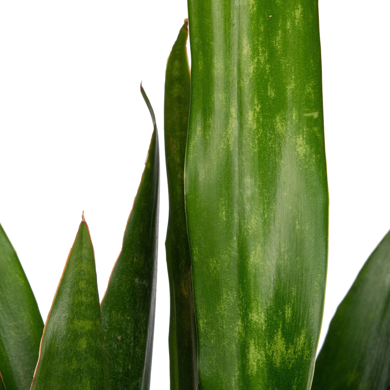 Vrouwentong (Sansevieria Trifasciata 'Jade') D 27 H 60 Cm 2 Vrouwentong (Sansevieria Trifasciata 'Jade') D 27 H 60 Cm - Afbeelding 2