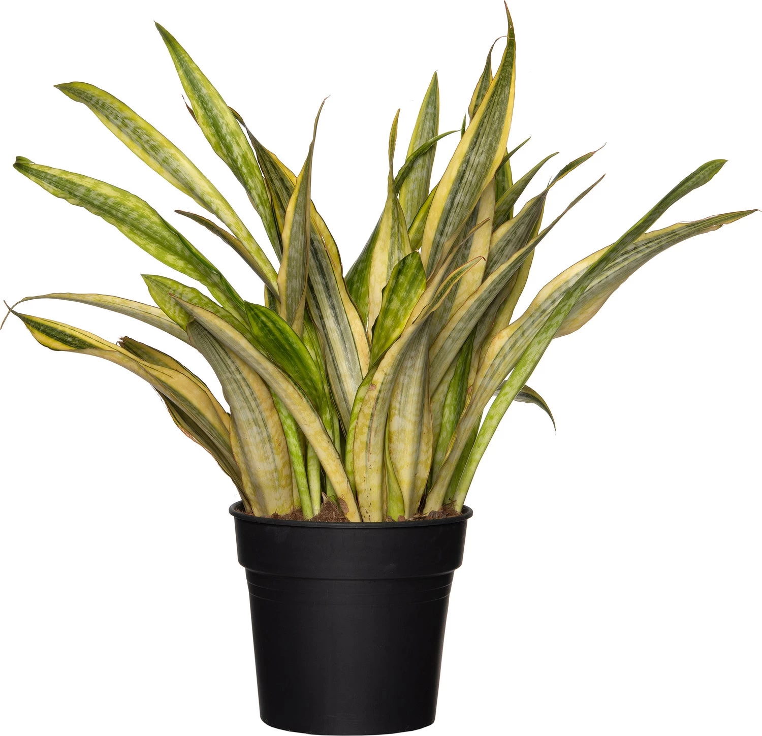 Vrouwentong (Sansevieria Trifasciata 'Lauren') D 27 H 80 Cm 1 Vrouwentong (Sansevieria Trifasciata 'Lauren') D 27 H 80 Cm