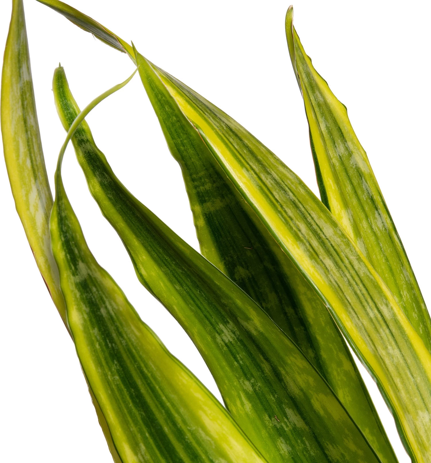 Vrouwentong (Sansevieria Trifasciata 'Lauren') D 27 H 80 Cm 2 Vrouwentong (Sansevieria Trifasciata 'Lauren') D 27 H 80 Cm - Afbeelding 2