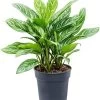 Aglaonema (Aglaonema 'Stripes') D 30 H 75 Cm