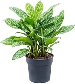Aglaonema (Aglaonema 'Stripes') D 30 H 75 Cm