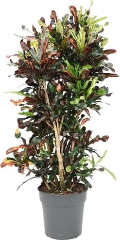 Croton (Codiaeum Variegatum 'Mammi') D 30 H 130 Cm