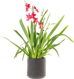 Cambria-orchidee Cascade (Cambria 'Nelly Isler') D 12 H 60 Cm