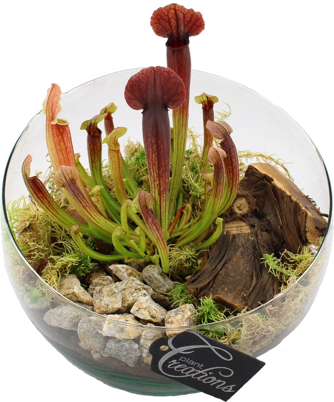 Intratuin Arrangement Trompetbekerplant (Sarracenia) In Glazen Schaal D 20 H 20 Cm