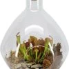 Intratuin Arrangement Trompetbekerplant (Sarracenia) In Terraruim D 26 H 35 Cm