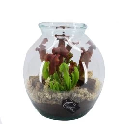 Intratuin Arrangement Trompetbekerplant (Sarracenia) In Glas D 29 H 32 Cm