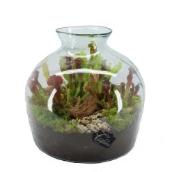 Intratuin Arrangement Trompetbekerplant (Sarracenia) In Glas D 34 H 35 Cm