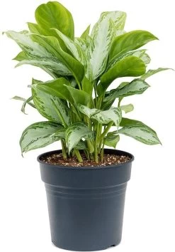 Aglaonema (Aglaonema 'Silver Bay') D 30 H 75 Cm