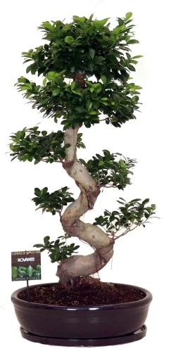 Chinese Vijg In Kermiek (Ficus Microcarpa 'Ginseng') D 60 H 130 Cm