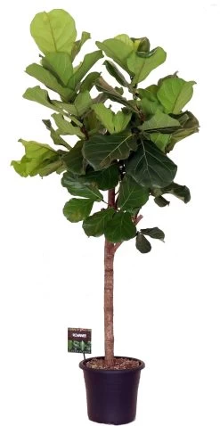 Vioolbladplant Op Stam (Ficus Lyrata) D 32 H 160 Cm