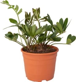 Kartonnen Palm (Zamia) D 20 H 25 Cm