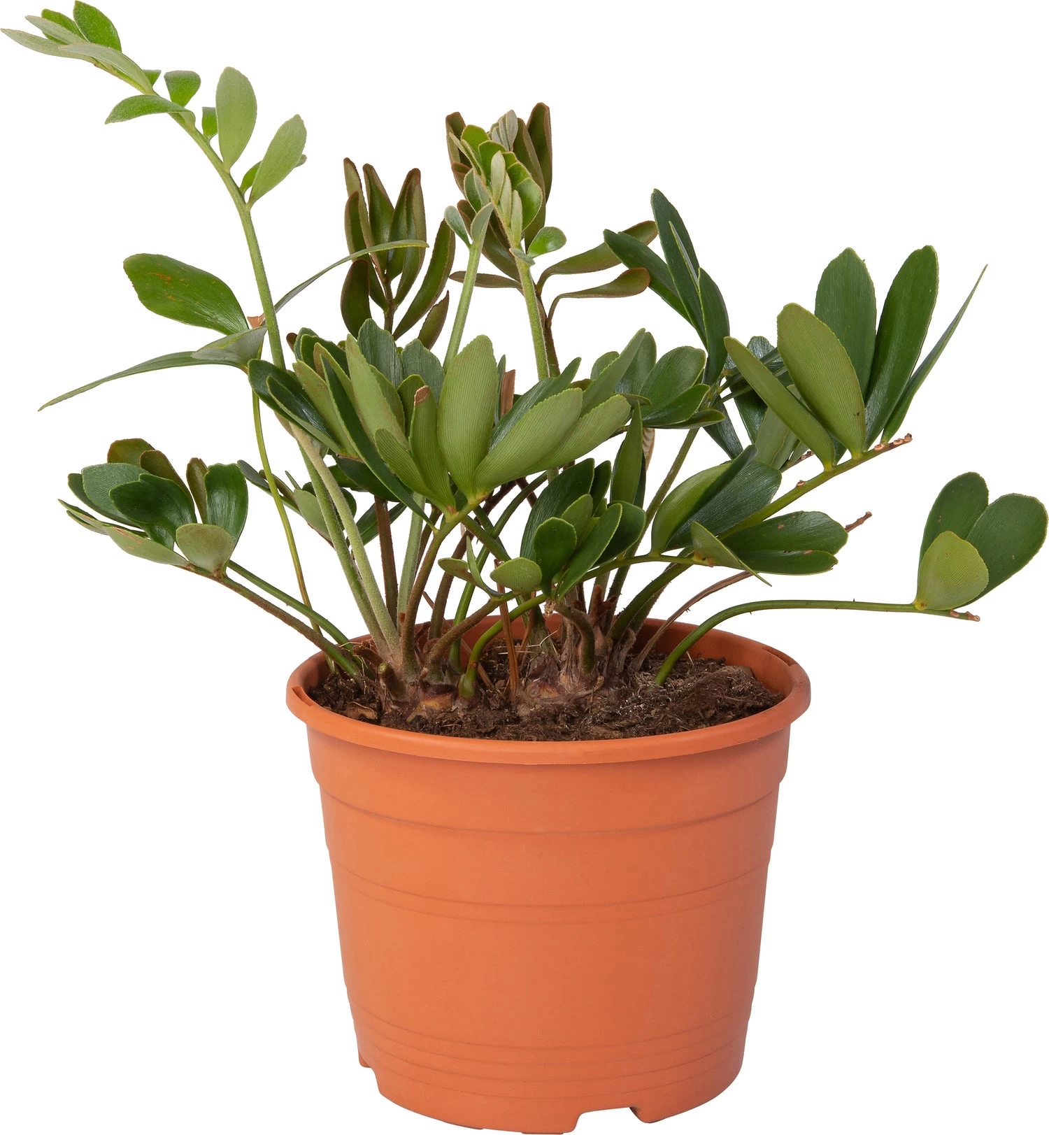 Kartonnen Palm (Zamia) D 20 H 25 Cm 1 Kartonnen Palm (Zamia) D 20 H 25 Cm