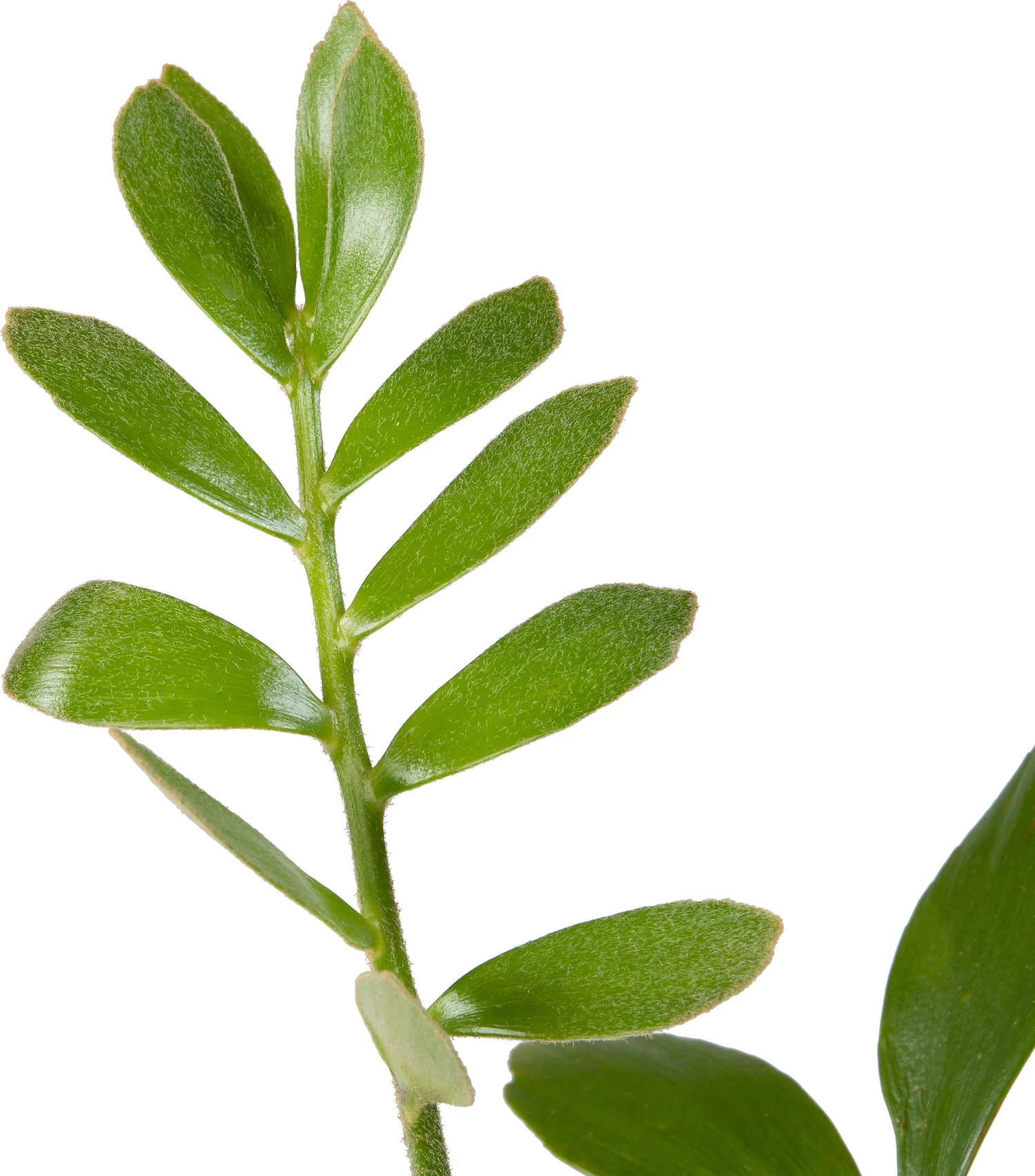 Kartonnen Palm (Zamia) D 20 H 25 Cm 2 Kartonnen Palm (Zamia) D 20 H 25 Cm - Afbeelding 2