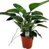 Philodendron (Philodendron 'Congo Apple') D 19 H 65 Cm