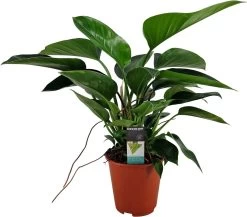 Philodendron (Philodendron 'Congo Apple') D 19 H 65 Cm