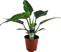 Philodendron (Philodendron 'Congo Millions') D 19 H 70 Cm