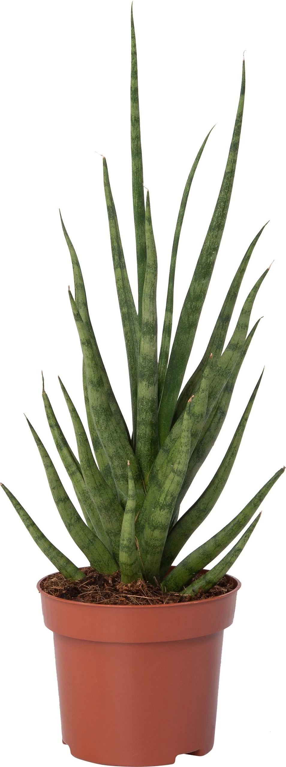 Vrouwentongen (Sansevieria 'Torch') D 12 H 40 Cm 1 Vrouwentongen (Sansevieria 'Torch') D 12 H 40 Cm