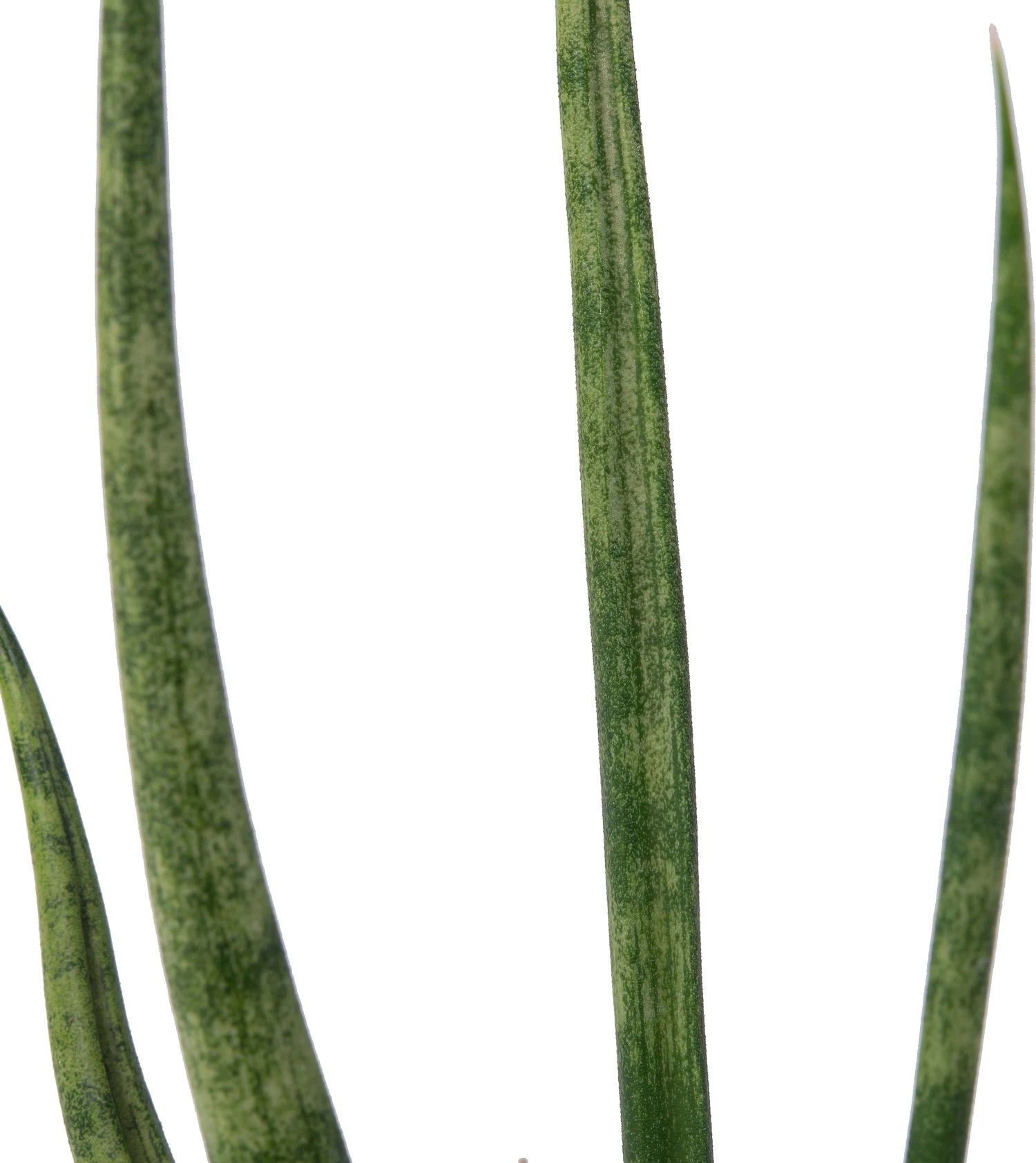 Vrouwentongen (Sansevieria 'Torch') D 12 H 40 Cm 2 Vrouwentongen (Sansevieria 'Torch') D 12 H 40 Cm - Afbeelding 2