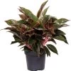Aglaonema (Aglaonema 'Jungle Red') D 19 H 45 Cm