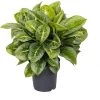 Aglaonema (Aglaonema 'Lemon Mint') D 19 H 45 Cm