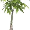 Geldboom (Pachira Aquatica) D 27 H 150 Cm