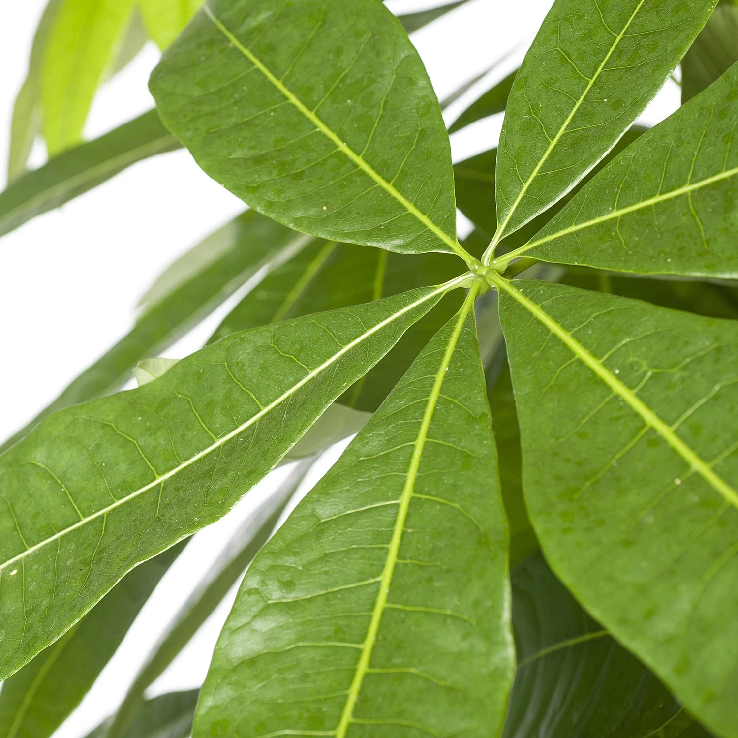 Geldboom (Pachira Aquatica) D 27 H 150 Cm 2 Geldboom (Pachira Aquatica) D 27 H 150 Cm - Afbeelding 2