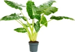 Olifantsoor (Alocasia 'Lutea') D 24 H 110 Cm