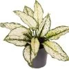 Aglaonema (Aglaonema 'White Kiwi') D 12 H 35 Cm