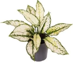 Aglaonema (Aglaonema 'White Kiwi') D 12 H 35 Cm