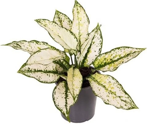 Aglaonema (Aglaonema 'White Kiwi') D 12 H 35 Cm 1 Aglaonema (Aglaonema 'White Kiwi') D 12 H 35 Cm