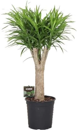 Drakenbloedboom (Dracaena Reflexa 'Anita Variegata' ) D 21 H 80 Cm