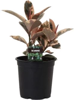 Rubberboom (Ficus Elastica 'Belize') D 21 H 65 Cm