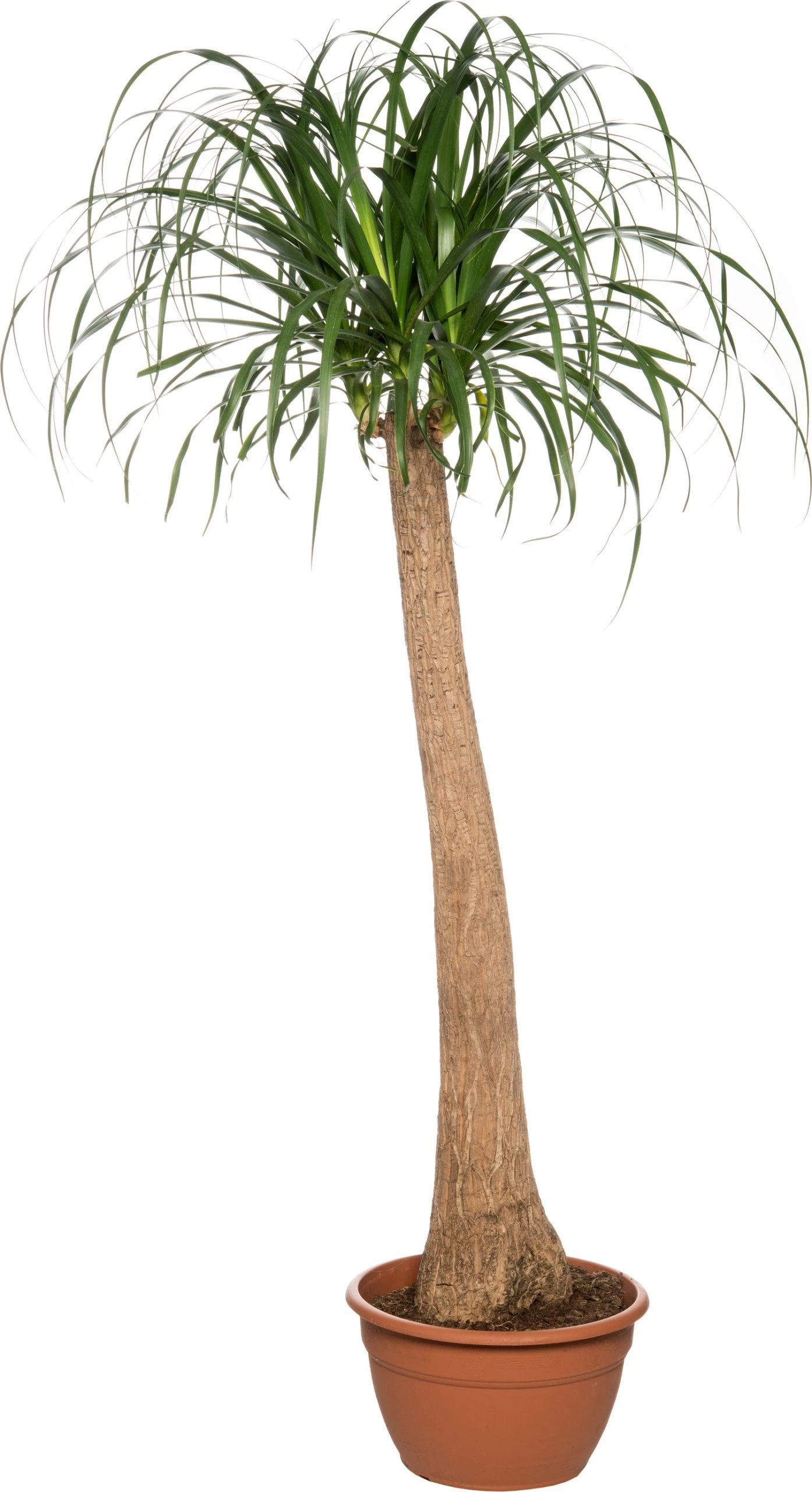 Olifantsvoet (Beaucarnea Recurvata) D 40 H 180 Cm 1 Olifantsvoet (Beaucarnea Recurvata) D 40 H 180 Cm