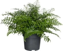 Moedervaren (Asplenium 'Parvati') D 24 H 50 Cm