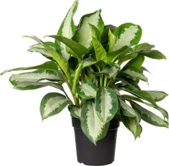 Aglaonema (Aglaonema 'B.J. Freedman') D 24 H 70 Cm