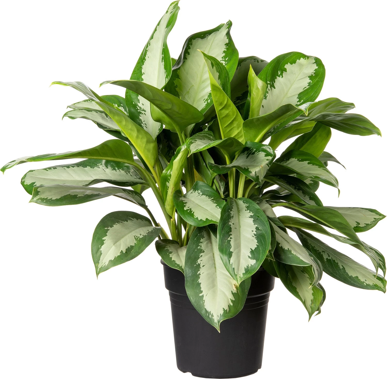 Aglaonema (Aglaonema 'B.J. Freedman') D 24 H 70 Cm 1 Aglaonema (Aglaonema 'B.J. Freedman') D 24 H 70 Cm