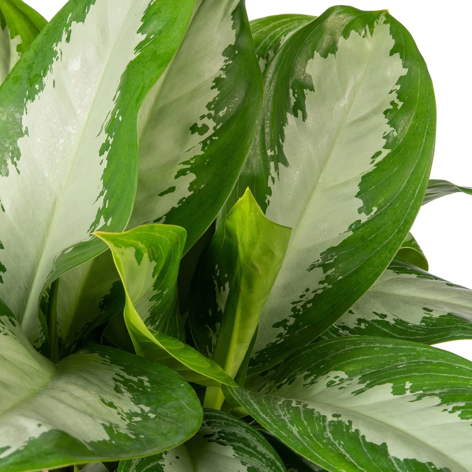 Aglaonema (Aglaonema 'B.J. Freedman') D 24 H 70 Cm 2 Aglaonema (Aglaonema 'B.J. Freedman') D 24 H 70 Cm - Afbeelding 2