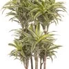 Drakenbloedboom (Dracaena Fragrans 'Surprise') D 31 H 140 Cm
