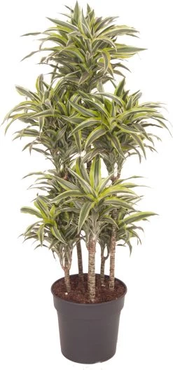 Drakenbloedboom (Dracaena Fragrans 'Surprise') D 31 H 140 Cm