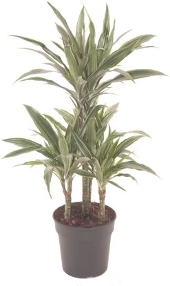 Drakenbloedboom (Dracaena Fragrans 'Warneckei') D 21 H 100 Cm