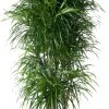 Drakenbloedboom Vertakt (Dracaena Reflexa 'Anita') D 31 H 150 Cm