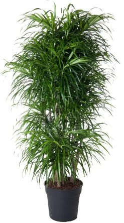 Drakenbloedboom Vertakt (Dracaena Reflexa 'Anita') D 31 H 150 Cm