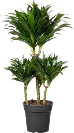 Drakenbloedboom (Dracaena Fragrans (C) 'Compacta') D 21 H 90 Cm