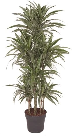 Drakenbloedboom (Dracaena Fragrans 'Warneckei') D 34 H 170 Cm